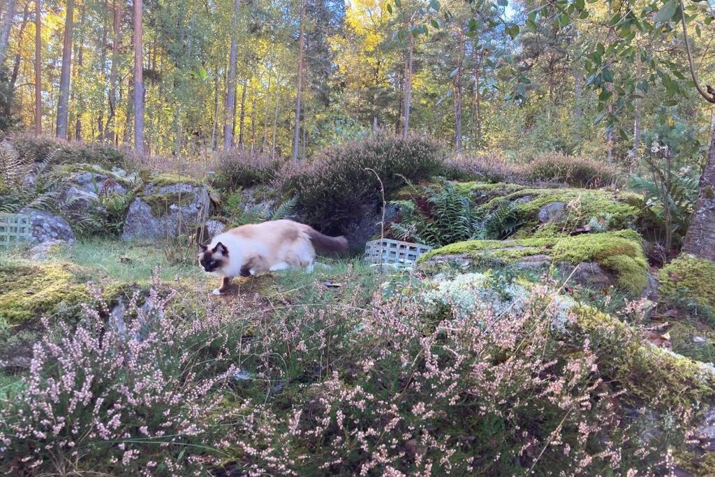 Cabin In The Woods, Close To Lake Maelaren Eskilstuna Exterior foto